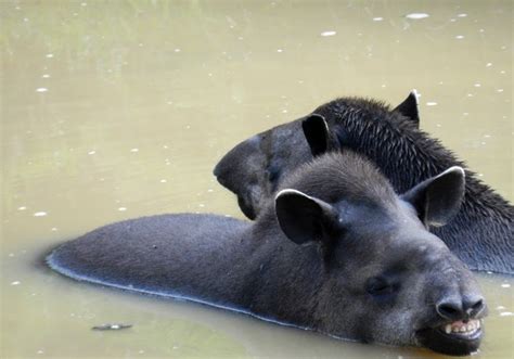  「The Tapir’s Tears」：10 世紀のコロンビア民話から、自然と共存の美しさを学ぶ！