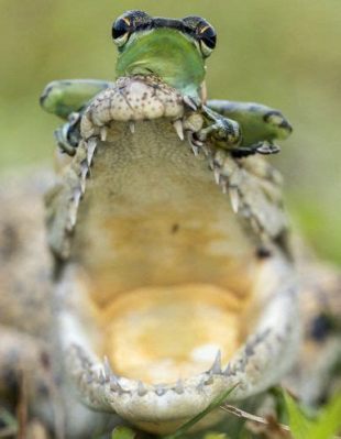  「Écureuil et la Grenouille」: 賢明な動物たちの物語はなぜ私たちを惹きつけるのか？