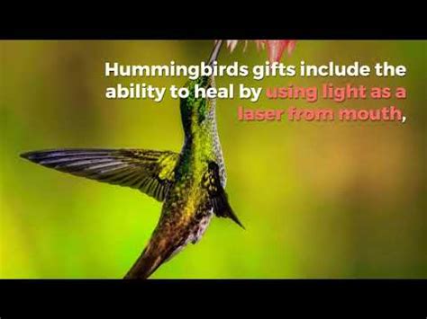  「Humming Bird」の物語：知恵と謙虚さの力！