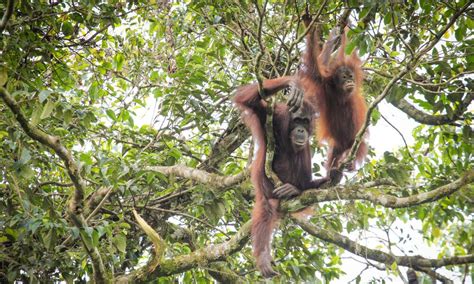  「オランウータンの知恵」:  古代マレーシアの密林から贈られる、知性と優しさを描いた物語